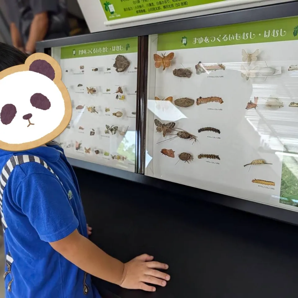 伊丹市昆虫館へ行こう🐛【ﾚﾌﾟﾀⅡ】