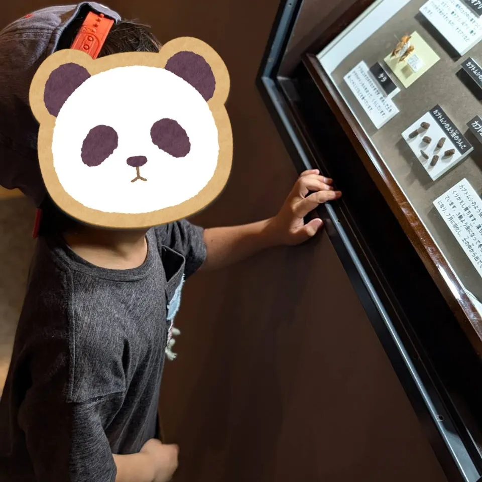 伊丹市昆虫館へ行こう🐛【ﾚﾌﾟﾀⅡ】