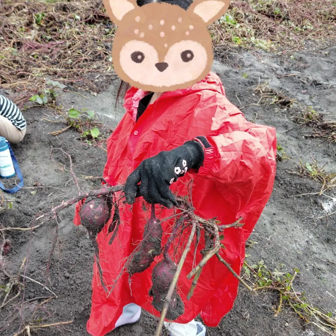 チャットのお芋掘り🍠体験🤩