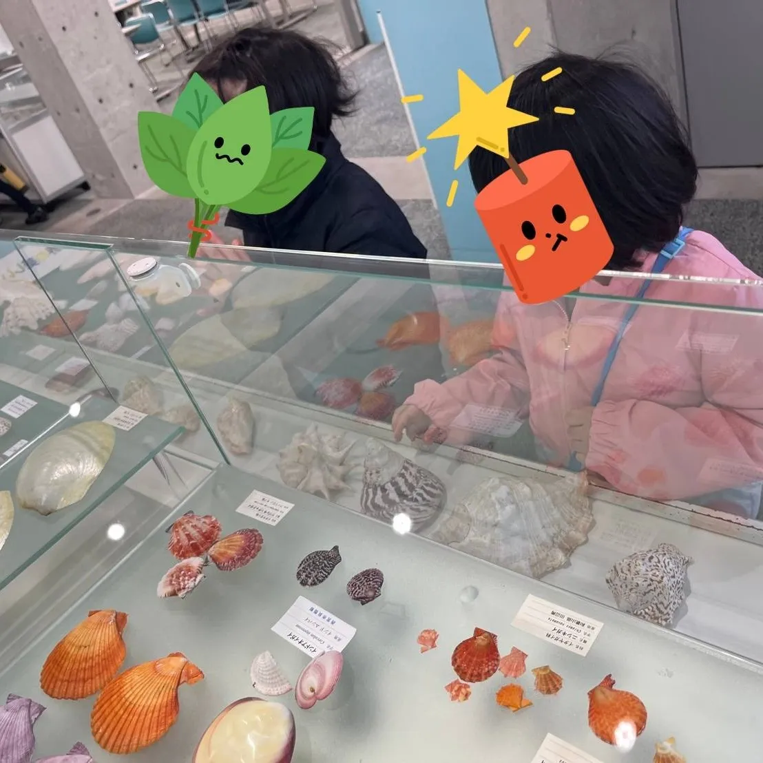 水族館？いいえ、貝類館です。
